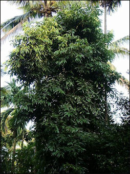 20120525-Cinnamon tree.jpg